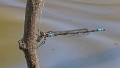 Pseudagrion sudanicum-